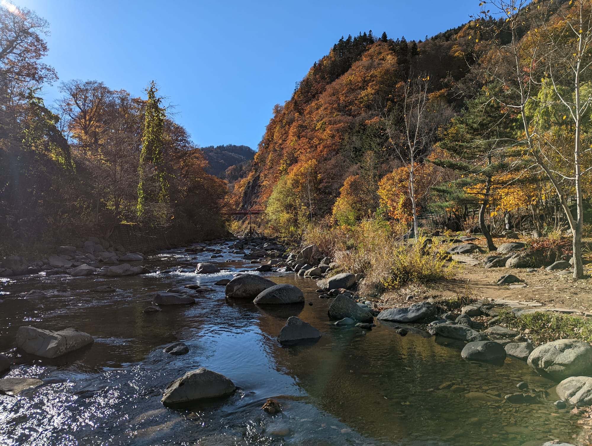 Fern in Japan